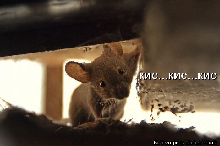 Котоматрица: кис...кис...кис