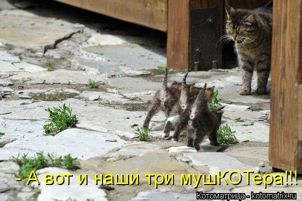 Котоматрица: - А вот и наши три мушКОТера!!!