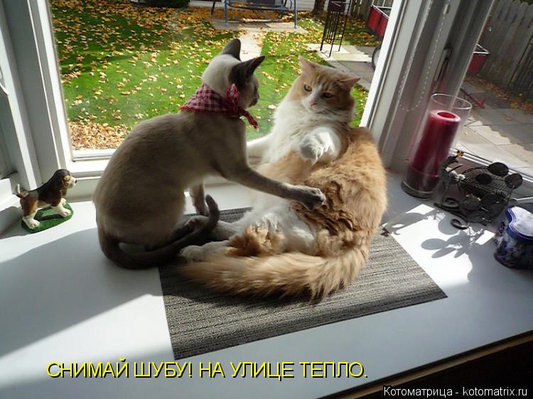 Котоматрица: СНИМАЙ ШУБУ! НА УЛИЦЕ ТЕПЛО.