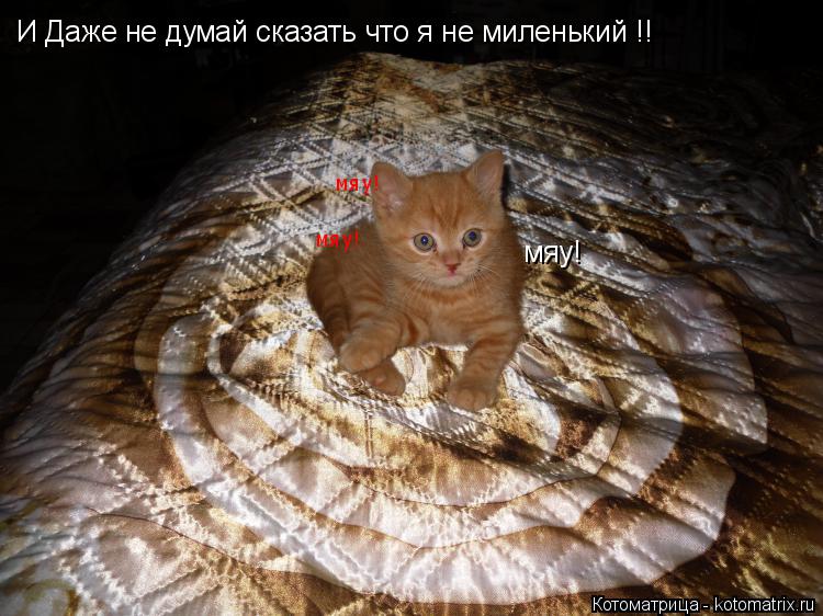 Котоматрица: И Даже не думай сказать что я не миленький !! мяу! мяу! мяу!