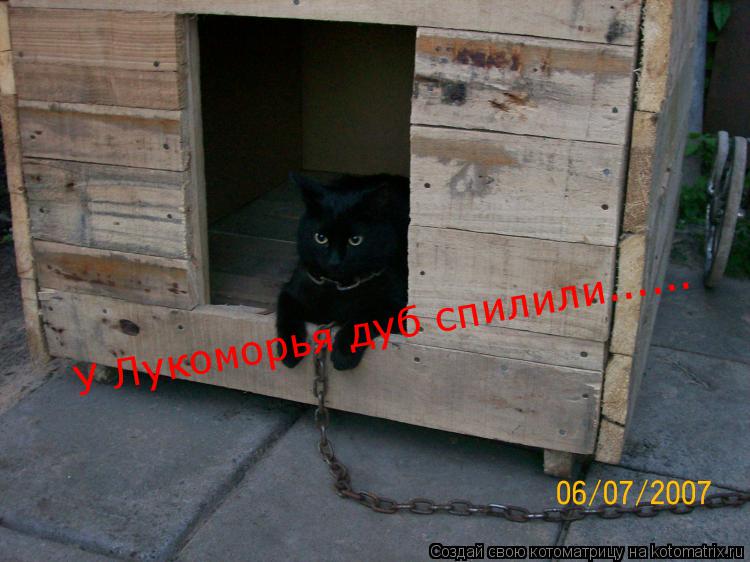 У Лукоморья дуб спилили......... Котоматрица: У Лукоморья дуб спилили......