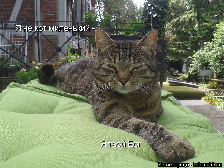 Я не кот миленький Я твой Бог -... Котоматрица: Я не кот миленький Я твой Бог -