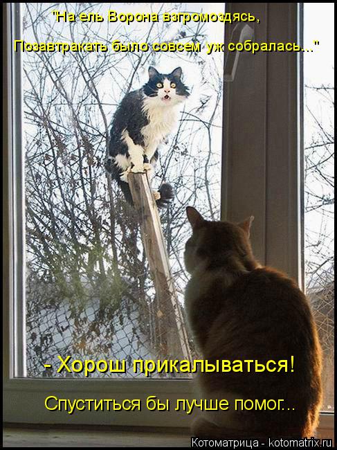 Котоматрица: "На ель Ворона взгромоздясь, Позавтракать было совсем уж собралась..." - Хорош прикалываться! Спуститься бы лучше помог...