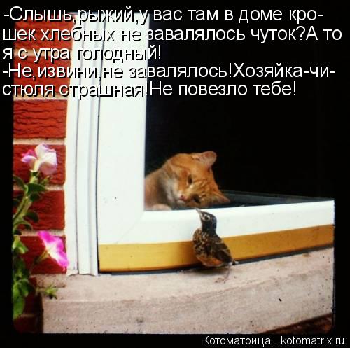 Котоматрица: -Слышь,рыжий,у вас там в доме кро- шек хлебных не завалялось чуток?А то я с утра голодный! -Не,извини,не завалялось!Хозяйка-чи- стюля страшная!