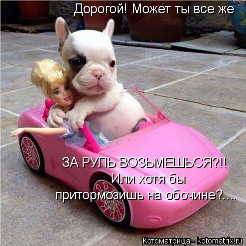 Дорогой! Может ты все же ЗА РУЛЬ ВОЗЬМЕШЬСЯ?!! Или хотя бы притормозишь на обочине?....... Котоматрица: Дорогой! Может ты все же ЗА РУЛЬ ВОЗЬМЕШЬСЯ?!! Или хотя бы притормозишь на обочине?....