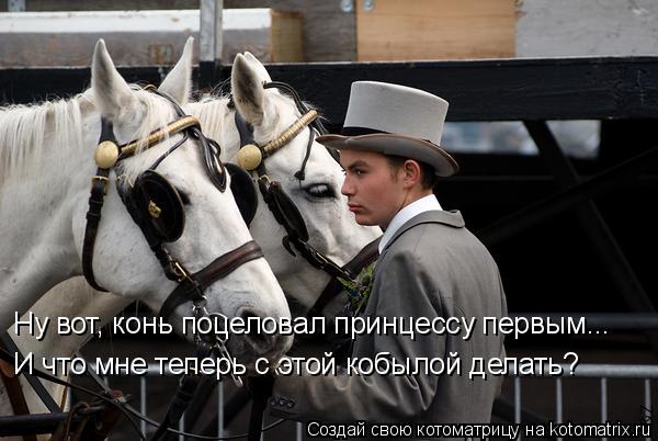Котоматрица: Ну вот, конь поцеловал принцессу первым... И что мне теперь с этой кобылой делать?