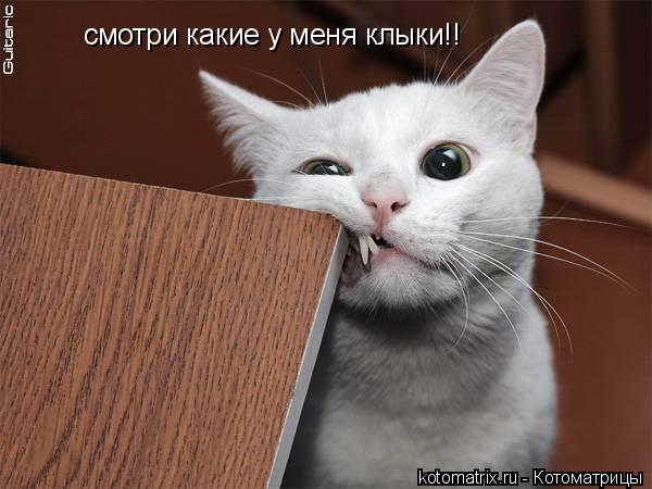 смотри какие у меня клыки!!... Котоматрица: смотри какие у меня клыки!!