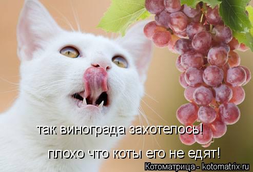 так винограда захотелось! плохо что коты его не едят!... Котоматрица: так винограда захотелось! плохо что коты его не едят!