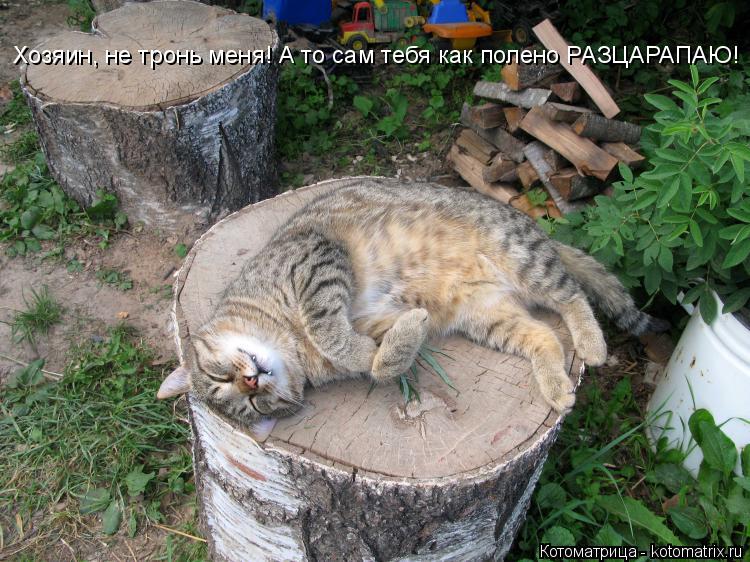 Котоматрица: Хозяин, не тронь меня! А то сам тебя как полено РАЗЦАРАПАЮ!