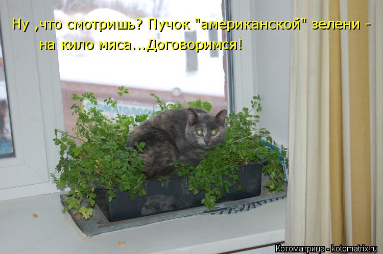 Котоматрица: Ну ,что смотришь? Пучок "американской" зелени -  на кило мяса...Договоримся!