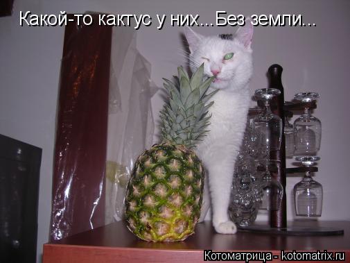 Какой-то кактус у них...Без земли...... Котоматрица: Какой-то кактус у них...Без земли...