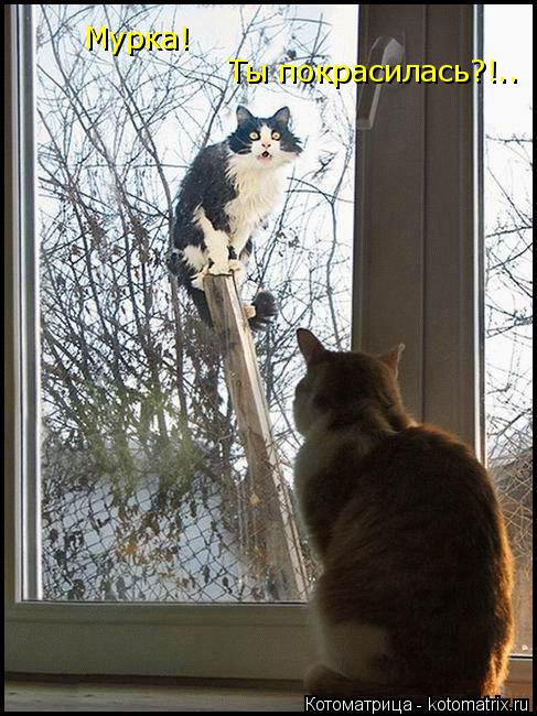 Котоматрица: Мурка!  Ты покрасилась?!..