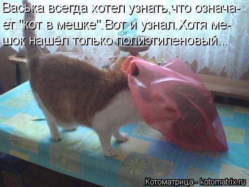 Котоматрица: Васька всегда хотел узнать,что означа- ет "кот в мешке".Вот и узнал.Хотя ме- шок нашёл только полиэтиленовый...