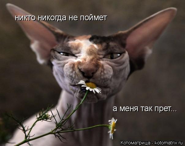 никто никогда не поймет а меня так прет...... Котоматрица: никто никогда не поймет а меня так прет...