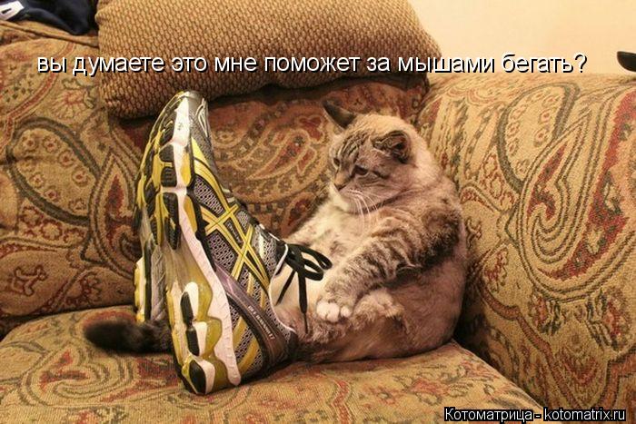 Котоматрица: вы думаете это мне поможет за мышами бегать?