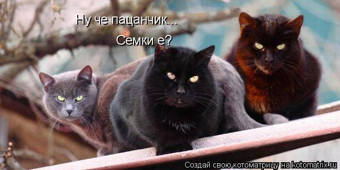 Котоматрица: Ну че пацанчик... Семки е?