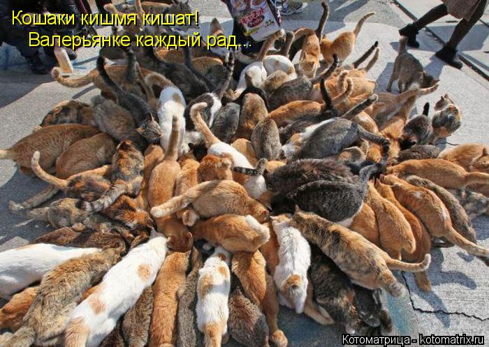 Котоматрица: Кошаки кишмя кишат!  Валерьянке каждый рад...