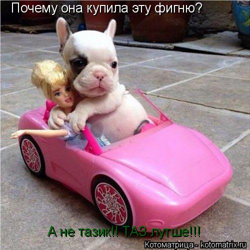 Почему она купила эту фигню? А не тазик!! ТАЗ лутше!!!... Котоматрица: Почему она купила эту фигню? А не тазик!! ТАЗ лутше!!!