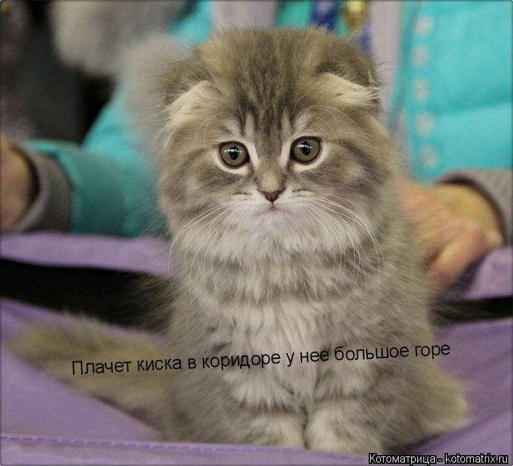 Плачет киска в коридоре Плачет киска в коридоре у нее большое горе... Котоматрица: Плачет киска в коридоре Плачет киска в коридоре у нее большое горе