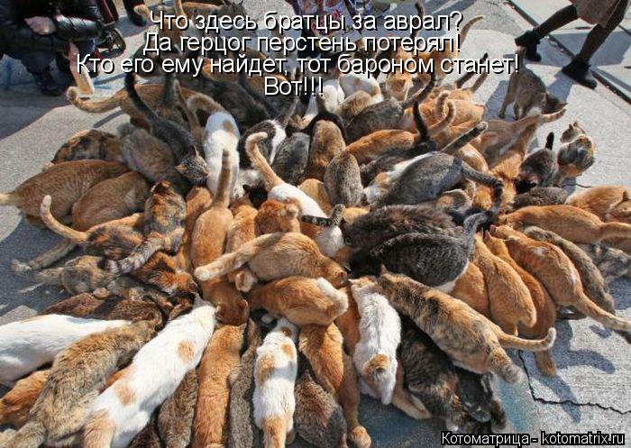 Что здесь братцы за аврал? Да герцог перстень потерял! Кто его ему найдет, тот бароном станет! Вот!!!... Котоматрица: Что здесь братцы за аврал? Да герцог перстень потерял! Кто его ему найдет, тот бароном станет! Вот!!!
