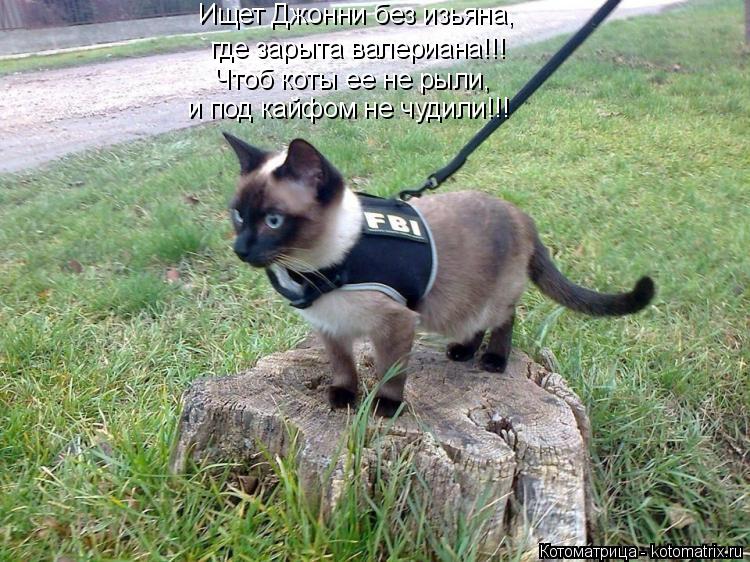 Ищет Джонни без изьяна, где зарыта валериана!!! Чтоб коты ее не рыли, и под кайфом не чудили!!!... Котоматрица: Ищет Джонни без изьяна, где зарыта валериана!!! Чтоб коты ее не рыли, и под кайфом не чудили!!!