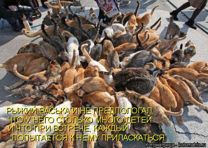РЫЖИЙ ВАСЬКА И НЕ ПРЕДПОЛОГАЛ, ЧТО У НЕГО СТОЛЬКО МНОГО ДЕТЕЙ. И ЧТО ПРИ ВСТРЕЧЕ, КАЖДЫЙ ПОПЫТАЕТС... Котоматрица: РЫЖИЙ ВАСЬКА И НЕ ПРЕДПОЛОГАЛ, ЧТО У НЕГО СТОЛЬКО МНОГО ДЕТЕЙ. И ЧТО ПРИ ВСТРЕЧЕ, КАЖДЫЙ ПОПЫТАЕТСЯ К НЕМУ ПРИЛАСКАТЬСЯ.