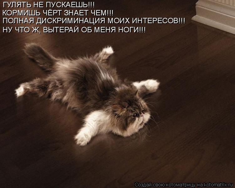 ГУЛЯТЬ НЕ ПУСКАЕШЬ!!! КОРМИШЬ ЧЁРТ ЗНАЕТ ЧЕМ!!! ПОЛНАЯ ДИСКРИМИНАЦИЯ МОИХ ИНТЕРЕСОВ!!! НУ ЧТО Ж, В... Котоматрица: ГУЛЯТЬ НЕ ПУСКАЕШЬ!!! КОРМИШЬ ЧЁРТ ЗНАЕТ ЧЕМ!!! ПОЛНАЯ ДИСКРИМИНАЦИЯ МОИХ ИНТЕРЕСОВ!!! НУ ЧТО Ж, ВЫТЕРАЙ ОБ МЕНЯ НОГИ!!!