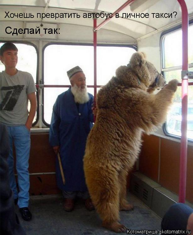Котоматрица: Хочешь превратить автобус в личное такси? Сделай так: