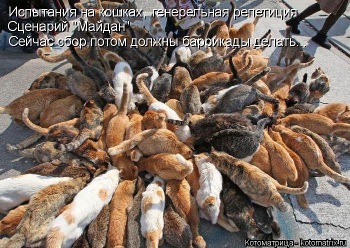 Испытания на кошках, генерельная репетиция Сценарий "Майдан" Сейчас сбор,потом должны баррикады дела... Котоматрица: Испытания на кошках, генерельная репетиция Сценарий "Майдан" Сейчас сбор,потом должны баррикады делать...