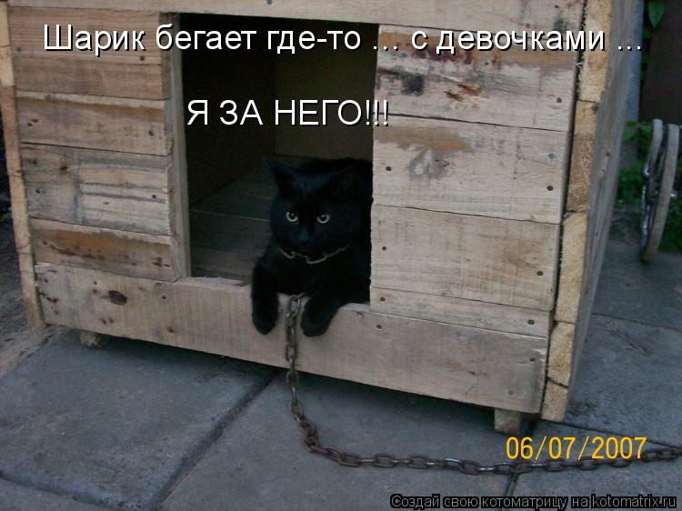 Шарик бегает где-то ... с девочками ... Я ЗА НЕГО!!!... Котоматрица: Шарик бегает где-то ... с девочками ... Я ЗА НЕГО!!!