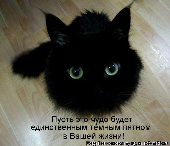 Пусть это чудо будет единственным тёмным пятном в Вашей жизни!... Котоматрица: Пусть это чудо будет единственным тёмным пятном в Вашей жизни!