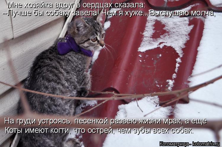 Котоматрица: Мне хозяйка вдруг в сердцах сказала: --Лучше бы собаку завела! Чем я хуже...Выслушаю молча, --Лучше бы собаку завела! Чем я хуже...Выслушаю молча