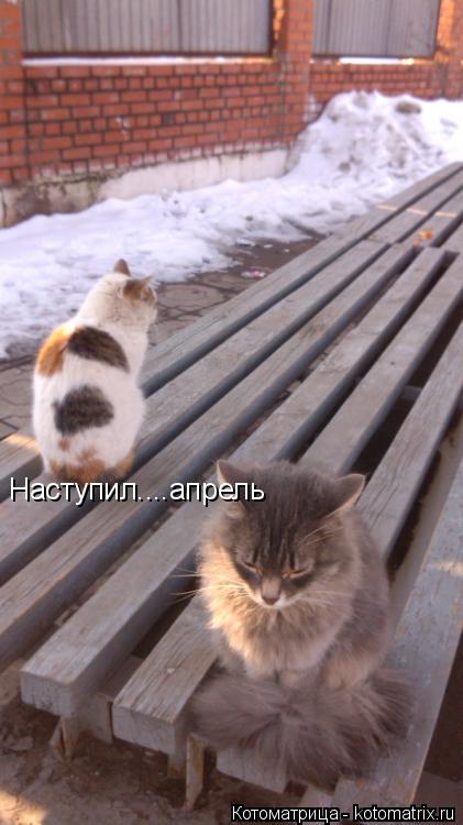 Котоматрица: Наступил....апрель
