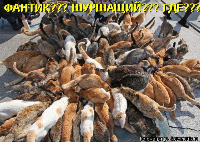 Котоматрица: ФАНТИК??? ШУРШАЩИЙ??? ГДЕ??? ФАНТИК??? ШУРШАЩИЙ??? ГДЕ??? ФАНТИК??? ШУРШАЩИЙ??? ГДЕ???