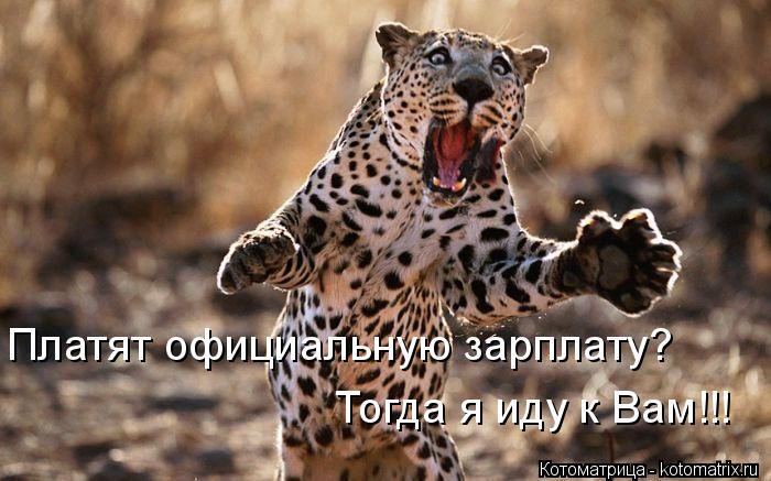 Котоматрица: Платят официальную зарплату? Тогда я иду к Вам!!!