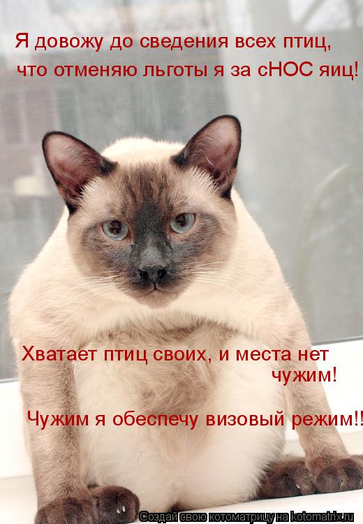 Котоматрица: Я довожу до сведения всех птиц, что отменяю льготы я за сНОС яиц! Хватает птиц своих, и места нет  чужим! Чужим я обеспечу визовый режим!!