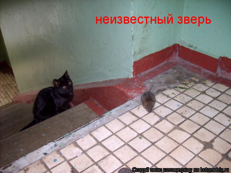 неизвестный зверь... Котоматрица: неизвестный зверь