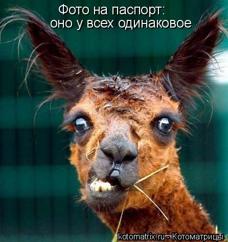 Фото на паспорт: оно у всех одинаковое... Котоматрица: Фото на паспорт: оно у всех одинаковое