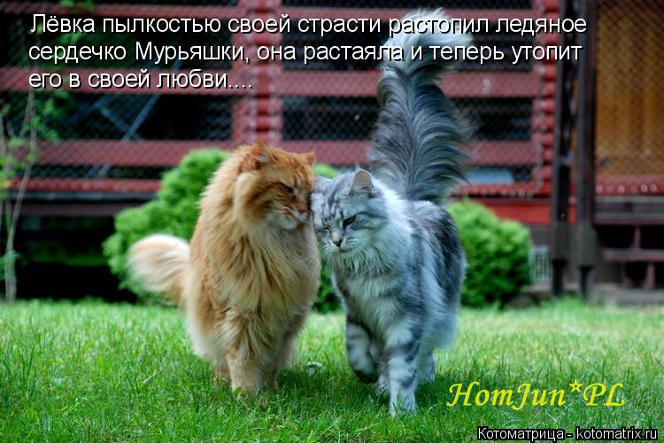 Котоматрица: Лёвка пылкостью своей страсти растопил ледяное сердечко Мурьяшки, она растаяла и теперь утопит его в своей любви....