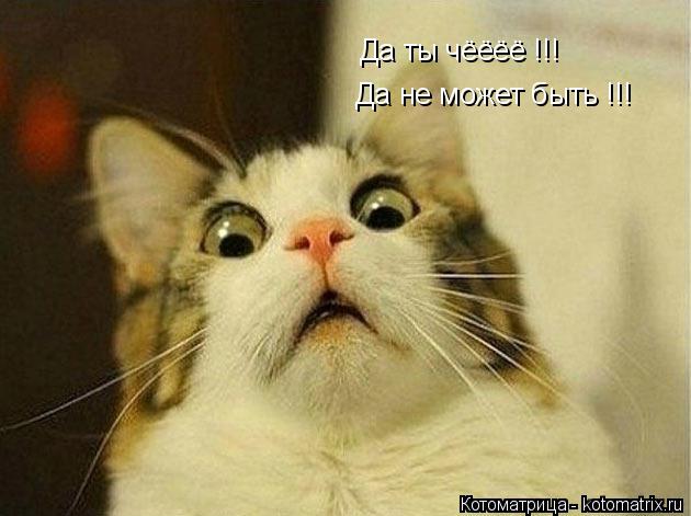 Котоматрица: Да ты чёёёё !!! Да не может быть !!!