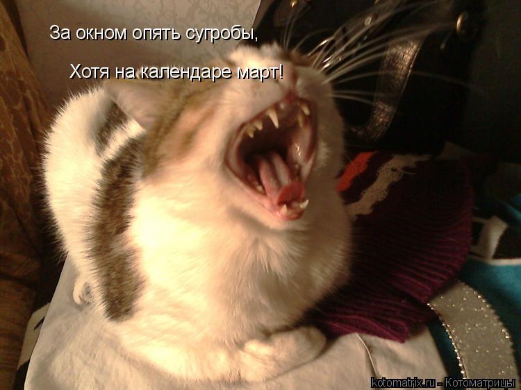За окном опять сугробы, Хотя на календаре март!... Котоматрица: За окном опять сугробы, Хотя на календаре март!