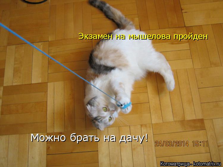 Котоматрица: Экзамен на мышелова пройден Можно брать на дачу!