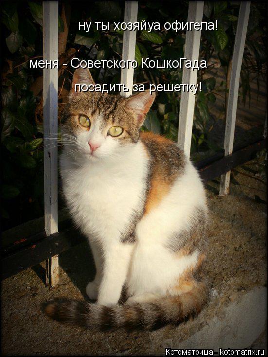 ну ты хозяйуа офигела! меня - Советского КошкоГада посадить за решетку!... Котоматрица: ну ты хозяйуа офигела! меня - Советского КошкоГада посадить за решетку!