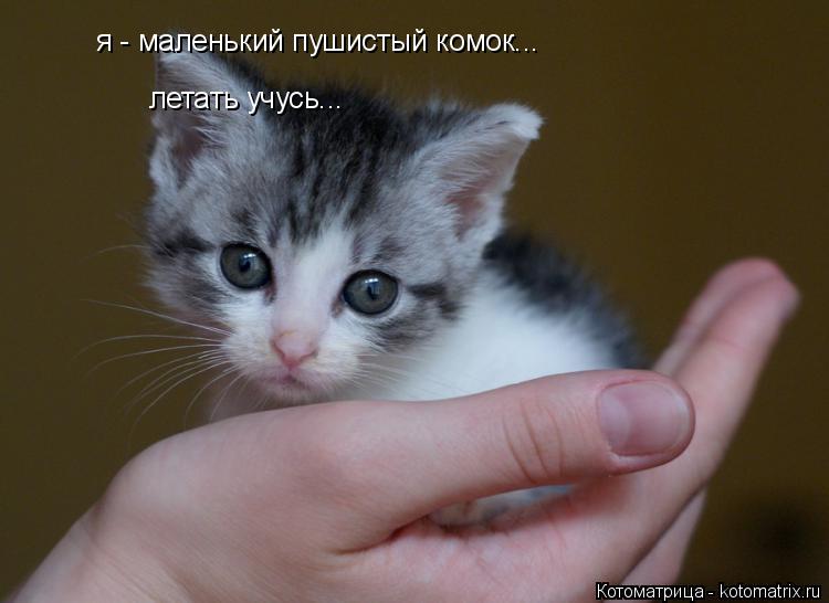 я - маленький пушистый комок... летать учусь...... Котоматрица: я - маленький пушистый комок... летать учусь...