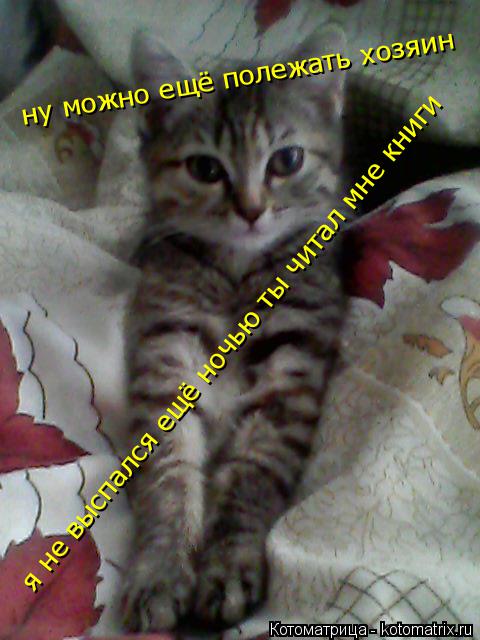 ну можно ещё полежать хозяин я не выспался ещё ночью ты читал мне книги... Котоматрица: ну можно ещё полежать хозяин я не выспался ещё ночью ты читал мне книги