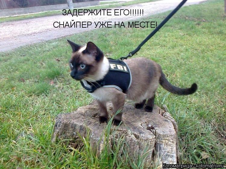 ЗАДЕРЖИТЕ ЕГО!!!!!! СНАЙПЕР УЖЕ НА МЕСТЕ!... Котоматрица: ЗАДЕРЖИТЕ ЕГО!!!!!! СНАЙПЕР УЖЕ НА МЕСТЕ!