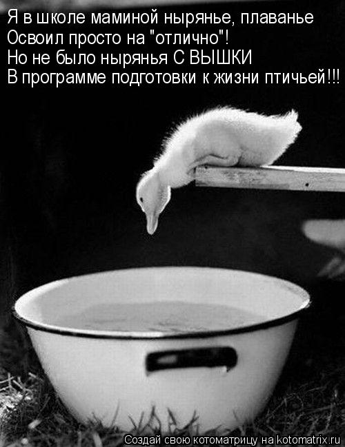 Я в школе маминой нырянье, плаванье Освоил просто на "отлично"! Но не было нырянья С ВЫШКИ В программ... Котоматрица: Я в школе маминой нырянье, плаванье Освоил просто на "отлично"! Но не было нырянья С ВЫШКИ В программе подготовки к жизни птичьей!!!