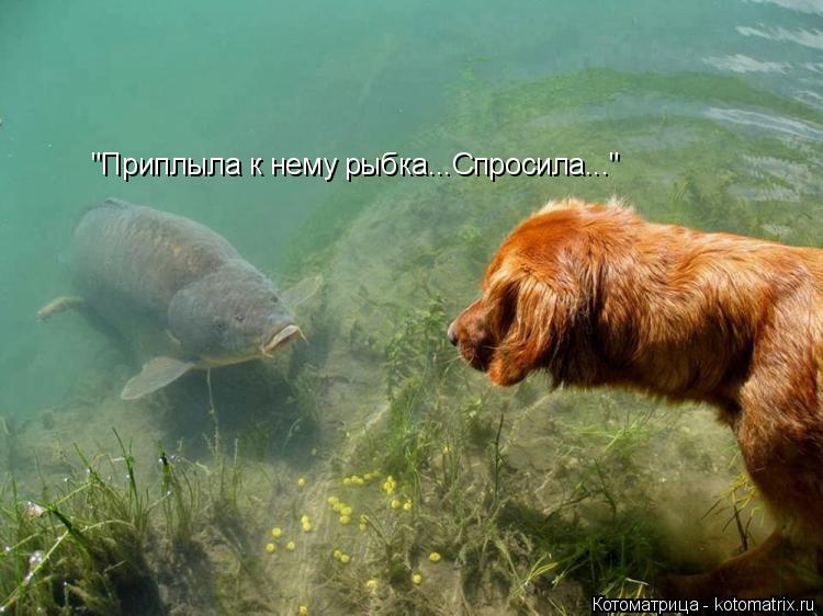 "Приплыла к нему рыбка...Спросила..."... Котоматрица: "Приплыла к нему рыбка...Спросила..."