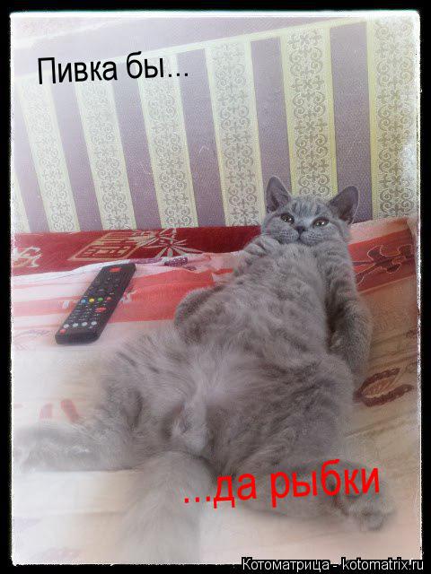 Котоматрица: Пивка бы... ...да рыбки