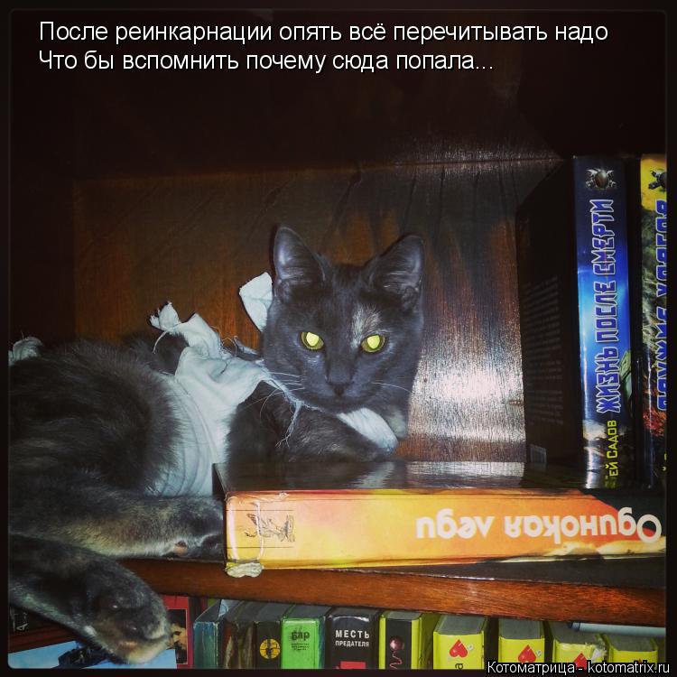 Котоматрица: После реинкарнации опять всё перечитывать надо Что бы вспомнить почему сюда попала...